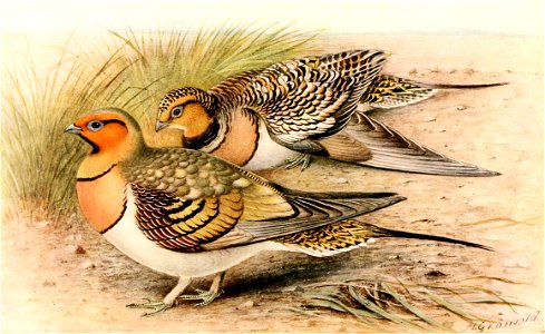 Pterocles alchata 1921