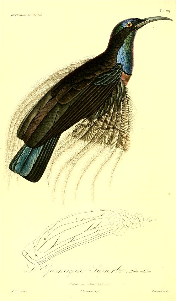 Ptiloris magnificus 1831