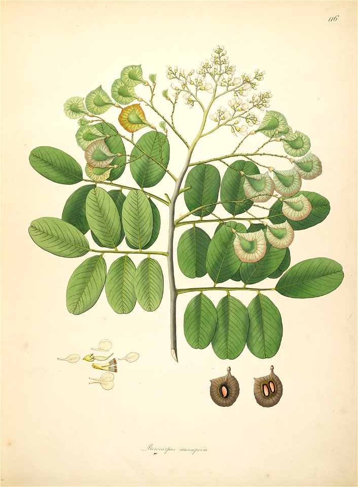 Pterocarpus marsupium Roxburgh 1798 2-116