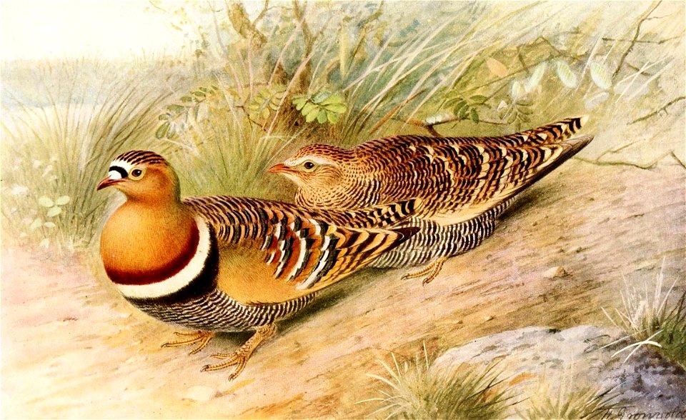 Pterocles indicus 1921