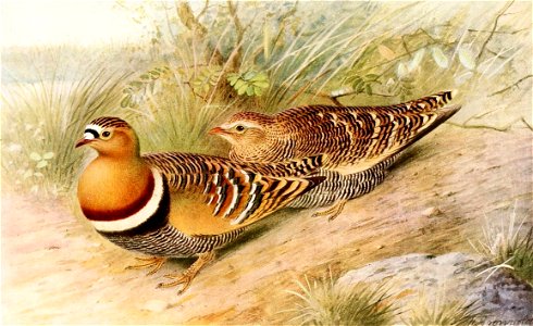 Pterocles indicus 1921