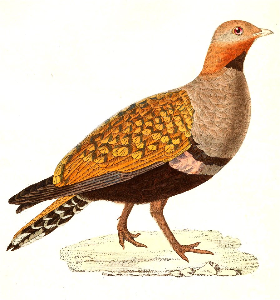 Pterocles orientalis male 1838