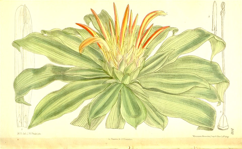 Pitcairnia tabulaeformis 137-8410