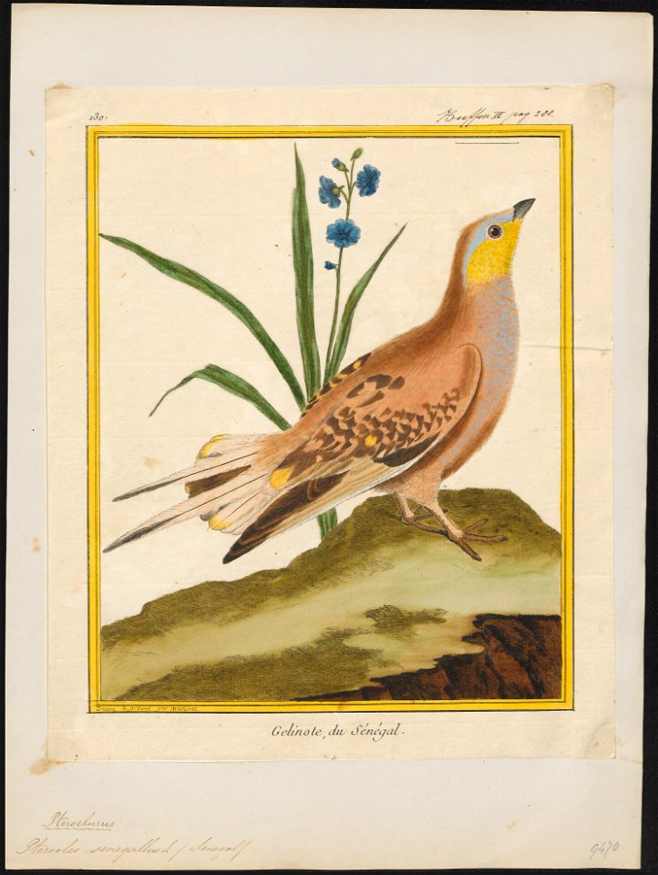 Pterocles senegallus - 1700-1880 - Print - Iconographia Zoologica - Special Collections University of Amsterdam - UBA01 IZ16900047