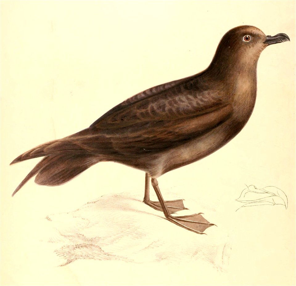 Pterodroma macroptera 1838