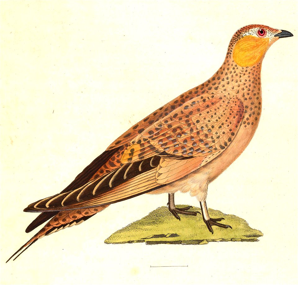 Pterocles senegallus female 1838