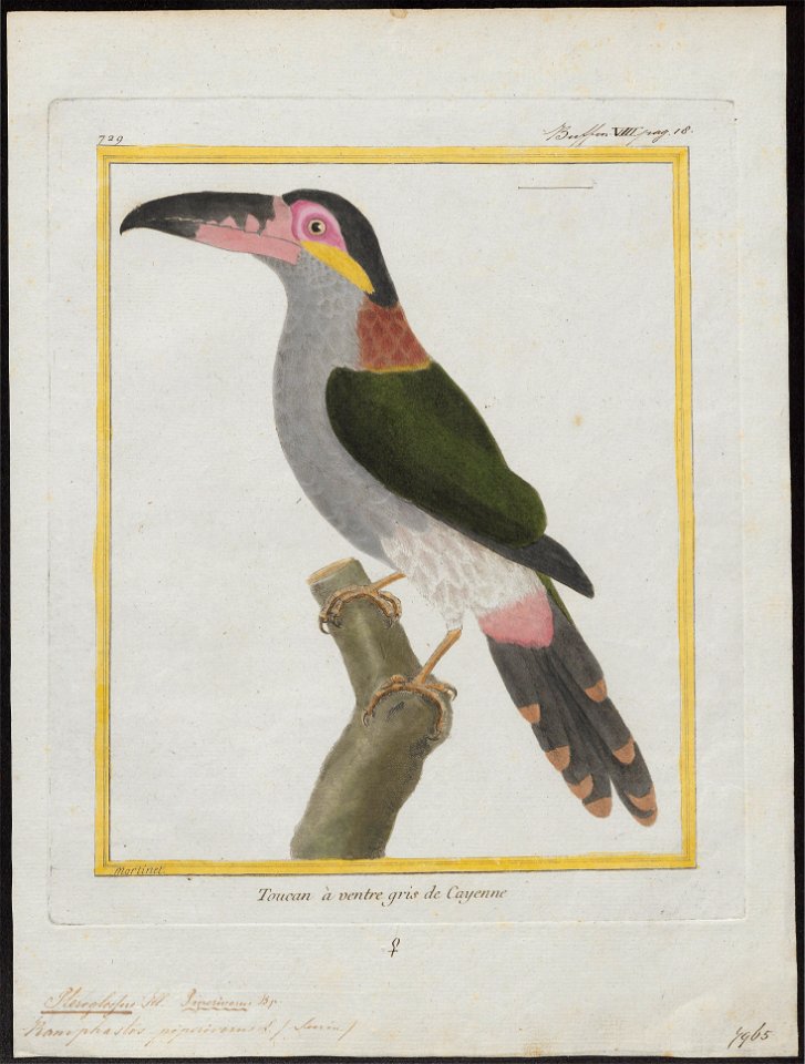 Pteroglossus piperivorus - 1700-1880 - Print - Iconographia Zoologica - Special Collections University of Amsterdam - UBA01 IZ19300250