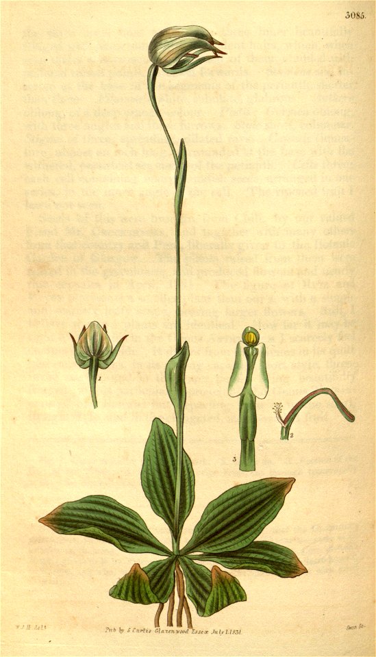 Pterostylis nutans - Curtis' 58 (N.S. 5) pl.3085 (1831)