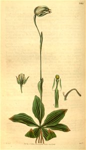 Pterostylis nutans - Curtis' 58 (N.S. 5) pl.3085 (1831)