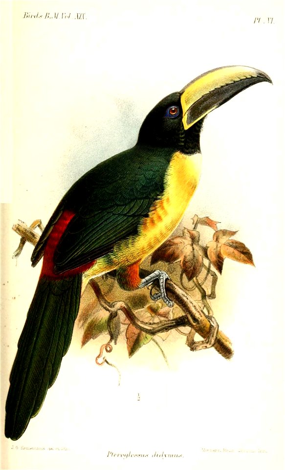 PteroglossusDidymusKeulemans