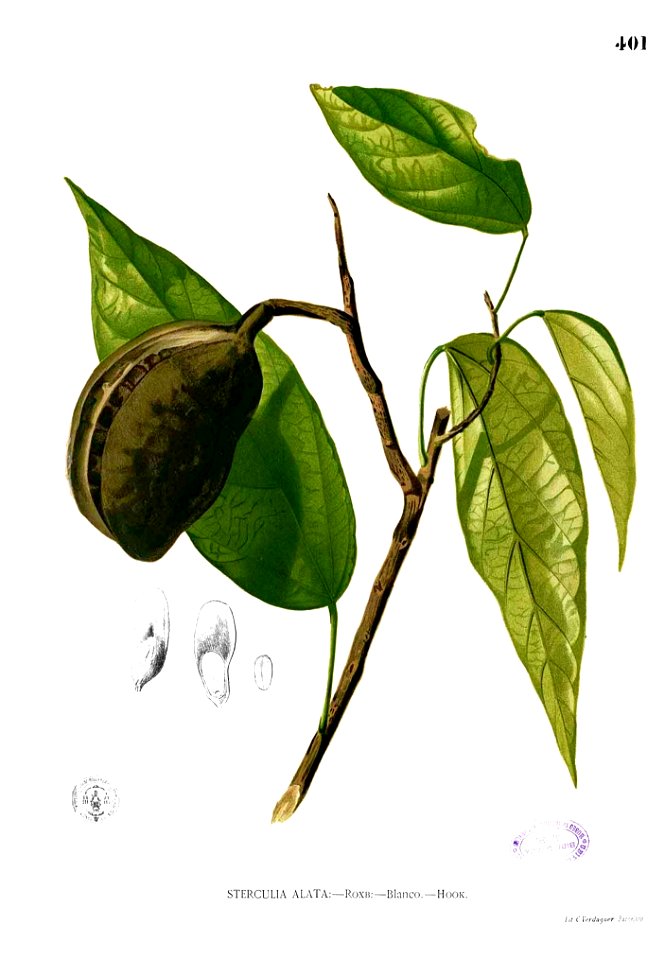 Pterygota alata Blanco2.401