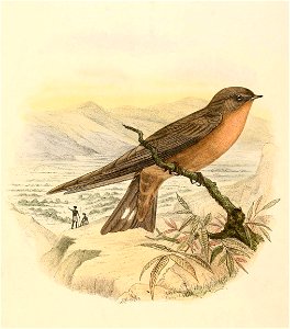 Ptyonoprogne fuligula 1894