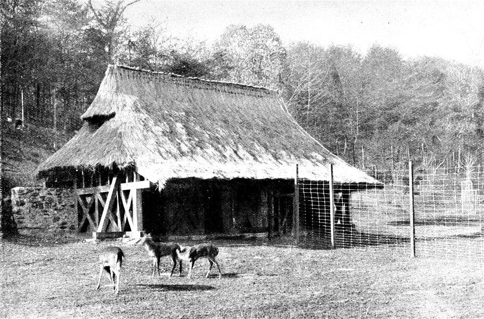 PSM V48 D503 Deer house in the national zoological park