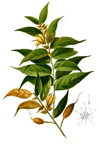 Pterospermum semisagittatum Blanco2.456-cropped
