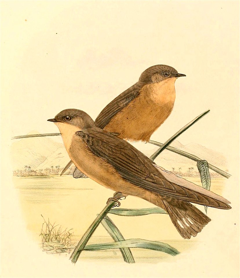 Ptyonoprogne fuligula rufigula 1894