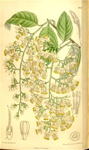 Pterostyrax hispidum 136-8329
