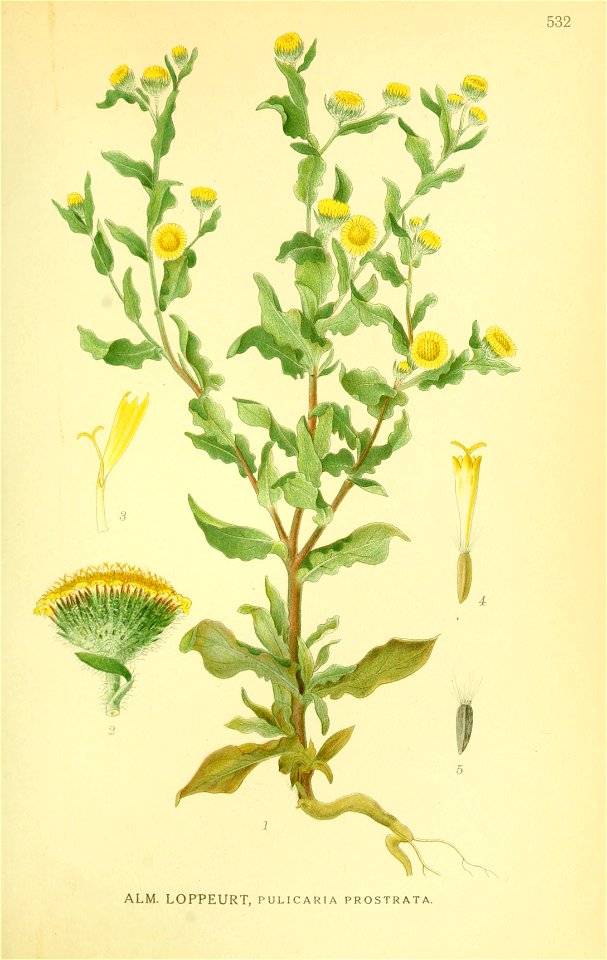 Pulicaria vulgaris