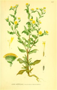 Pulicaria vulgaris