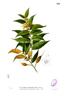 Pterospermum semisagittatum Blanco2.456