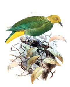 Ptilinopus layardi