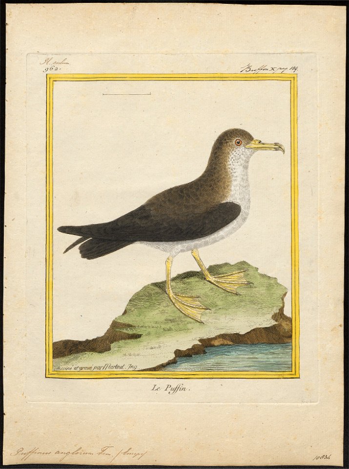 Puffinus anglorum - 1700-1880 - Print - Iconographia Zoologica - Special Collections University of Amsterdam - UBA01 IZ17900021