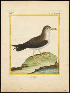 Puffinus anglorum - 1700-1880 - Print - Iconographia Zoologica - Special Collections University of Amsterdam - UBA01 IZ17900021