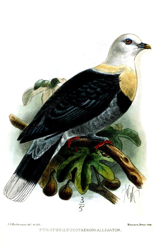 PtilinopusAlligatorKeulemans