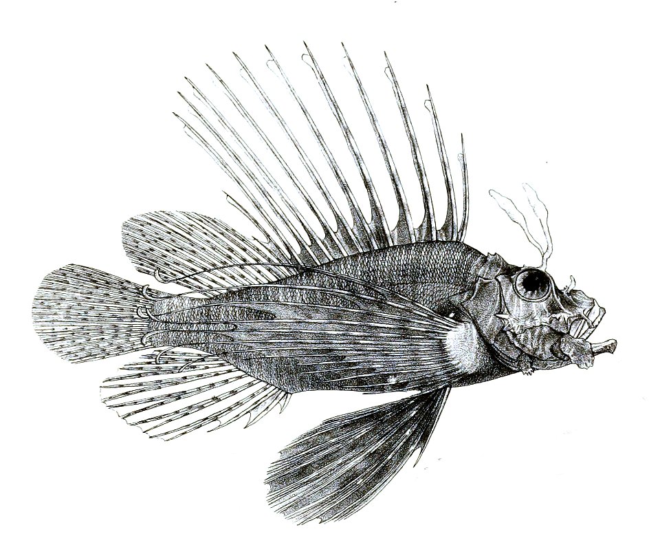 Pterois volitans Ford 37