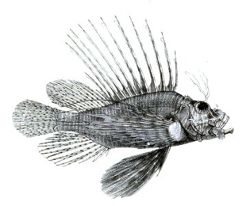 Pterois volitans Ford 37