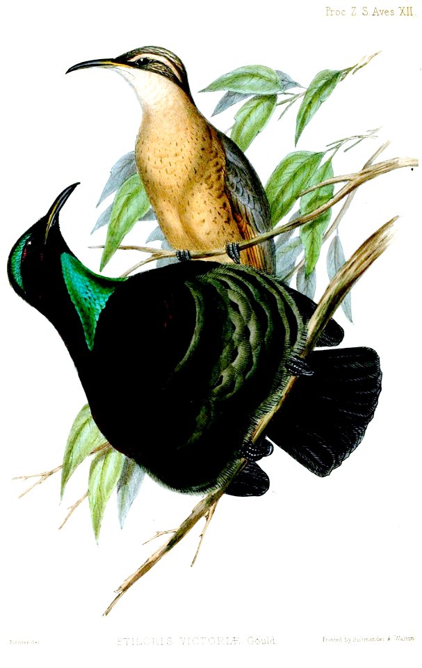 PtilorisVictoriaeRichter