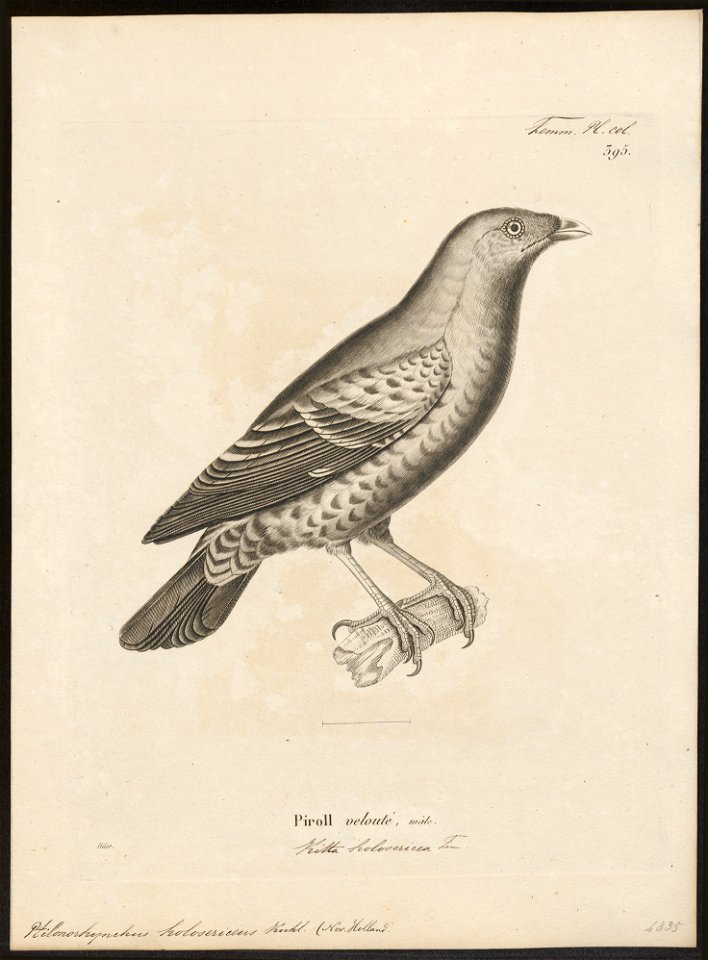 Ptilonorhynchus holosericeus - 1700-1880 - Print - Iconographia Zoologica - Special Collections University of Amsterdam - UBA01 IZ16400219