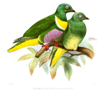 PtilopusSpeciosusSmit