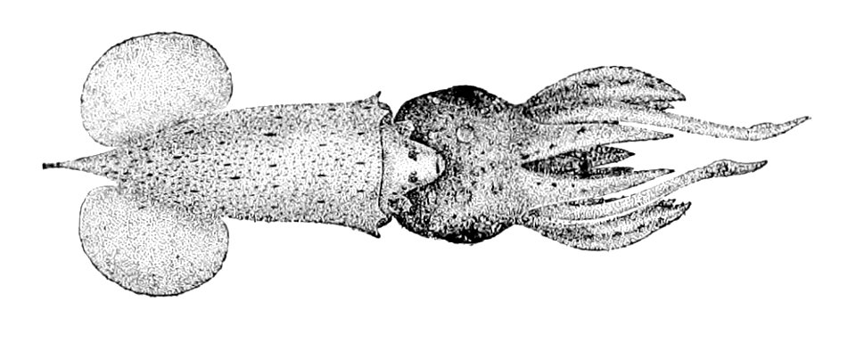 Pterygioteuthis microlampas