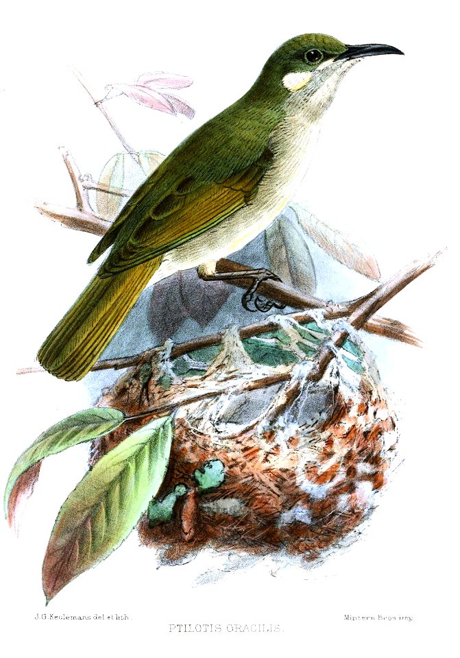 PtilotisGracilisKeulemans
