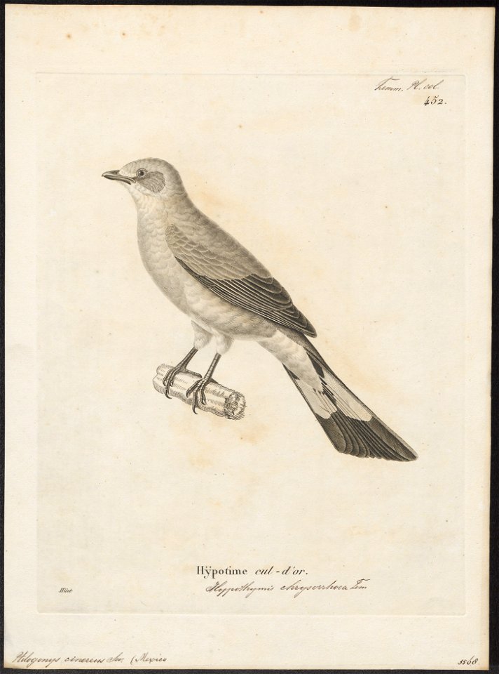 Ptilogonys cinereus - 1700-1880 - Print - Iconographia Zoologica - Special Collections University of Amsterdam - UBA01 IZ16600021