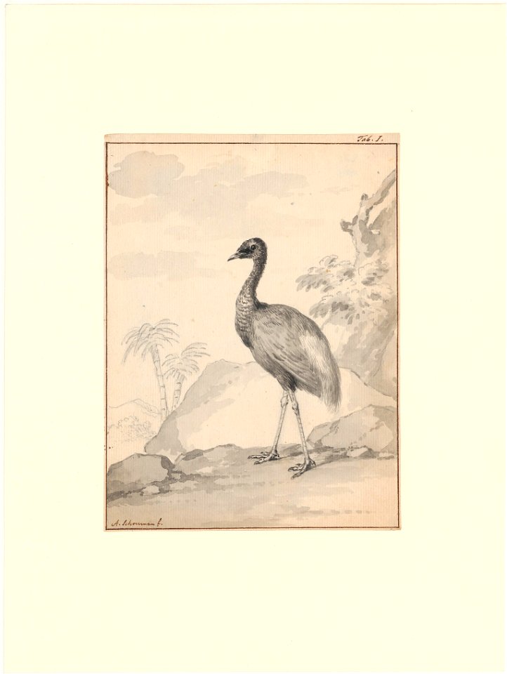 Psophia crepitans - 1710-1792 - Print - Iconographia Zoologica - Special Collections University of Amsterdam - UBA01 IZA1000736