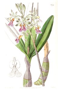 Psychilis bifida (as Epidendrum bifidum) - Edwards vol 22 pl 1879 (1836). Free illustration for personal and commercial use.