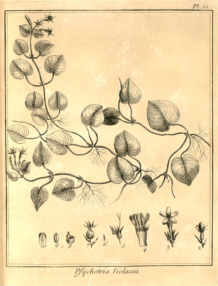 Psychotria violacea Aublet 1775 pl 55 