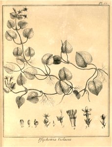 Psychotria violacea Aublet 1775 pl 55 