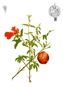 Punica granatum Blanco1.211-cropped