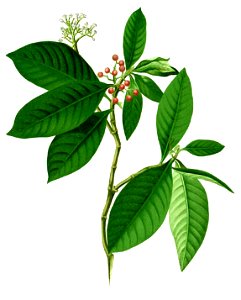 Psychotria tacpo Blanco1.55-cropped