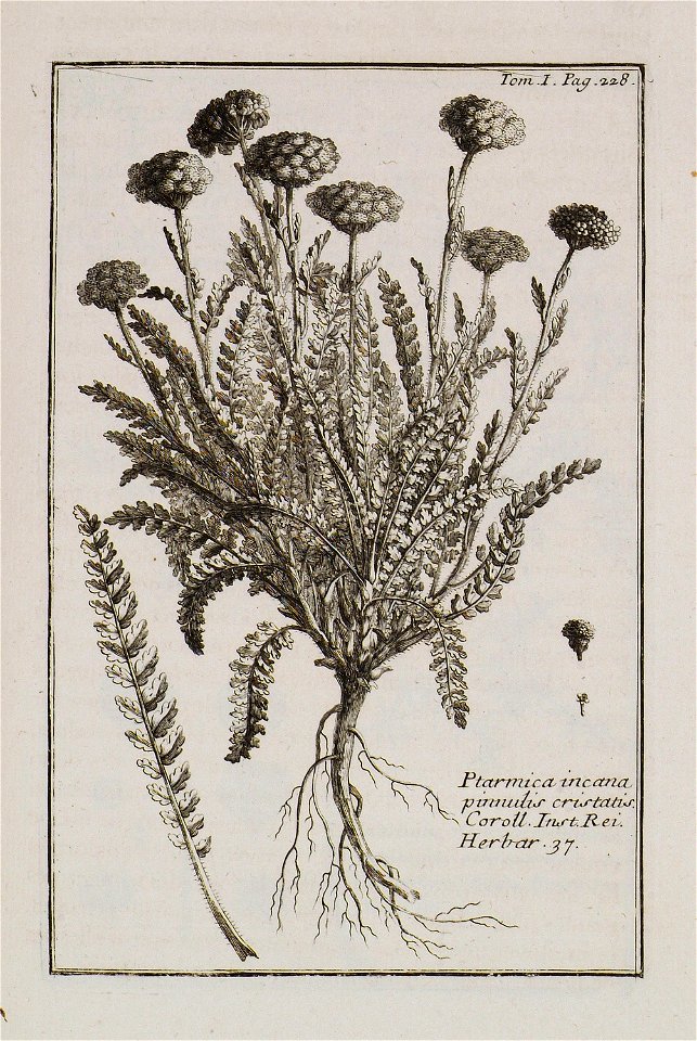 Ptarmica incana, pinnulis cristatis Coroll Inst Rei Herbar 37 - Tournefort Joseph Pitton De - 1717