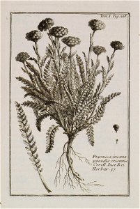 Ptarmica incana, pinnulis cristatis Coroll Inst Rei Herbar 37 - Tournefort Joseph Pitton De - 1717
