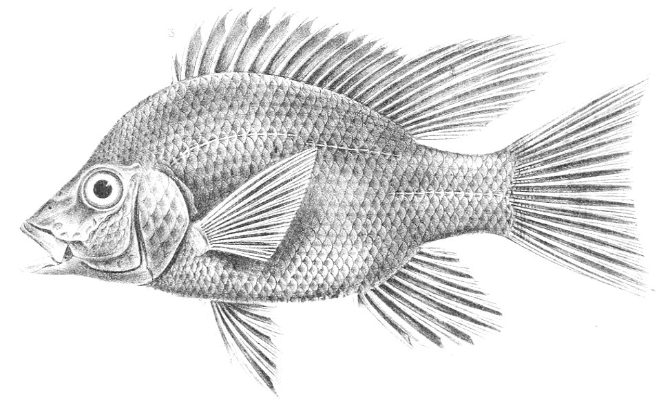 Ptychochromis grandidieri