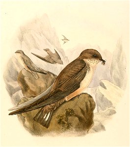 Ptyonoprogne rupestris 1894