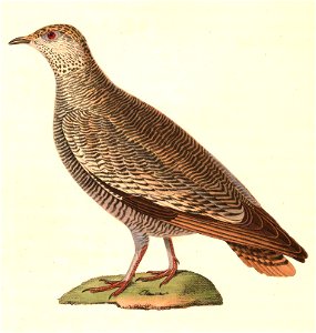 Pterocles lichtensteinii female 1838