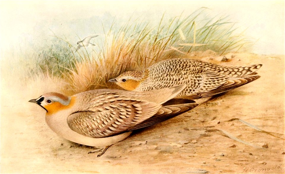 Pterocles coronatus 1921