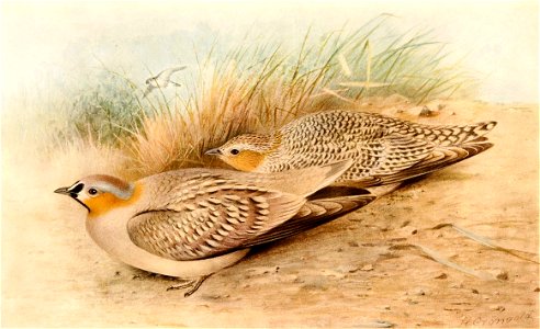 Pterocles coronatus 1921