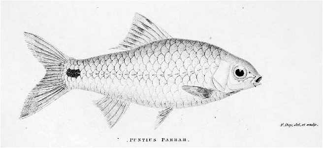 PuntiusParrahDay