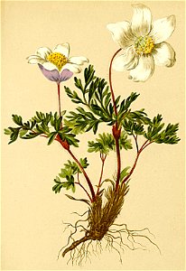 Pulsatilla alpina Atlas Alpenflora